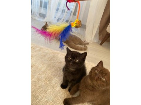 3 dişi ve 1 erkek british shorthair yavrular