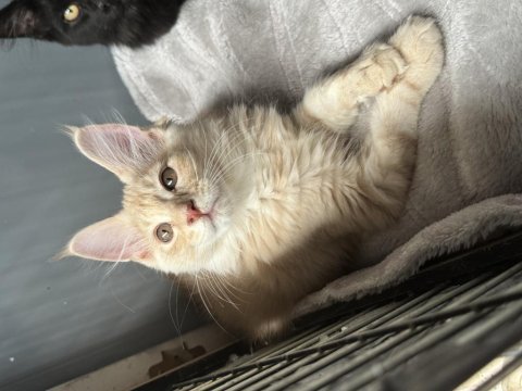Maine coon bebekler