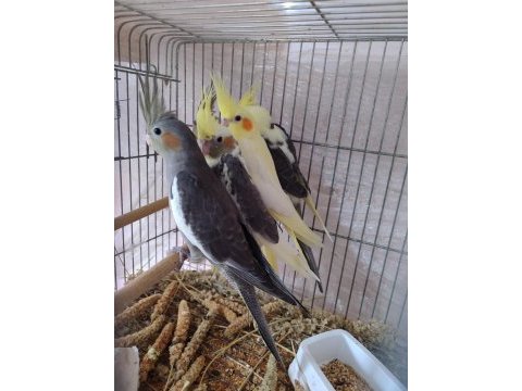 Yeni yeme düşen sultan papağanı yavrular
