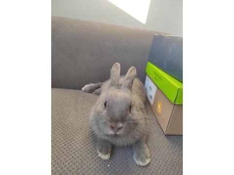 Orjinal netherland dwarf (hollanda cüce tavşan) erkek cüce