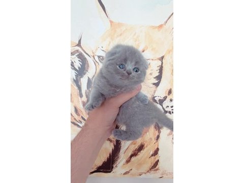 Gerçek top kafa bebek yüz scottish fold yavrumuz