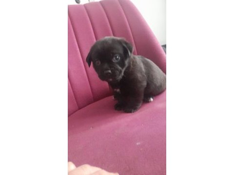 26 günlük dişi erkek yavru pug
