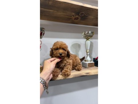 Cinsinin en iyisi köpeğimiz