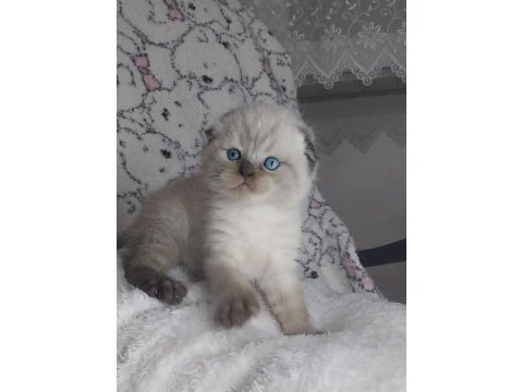 Sıcakkanlı, oyuncu ve sevecen scottish fold