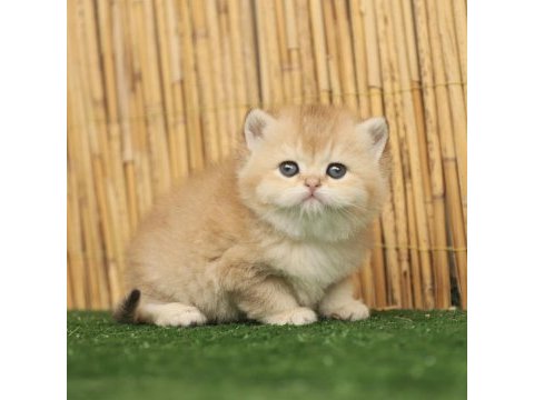 Anne baba şecereli safkan british shorthair erkek ve dişi