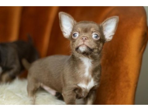 Egzotic teacup chihuahua