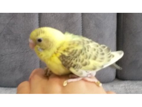 Yeme düşmüş yavru muhabbet kuşları