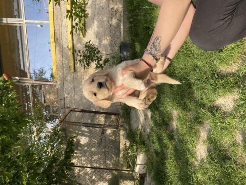 Golden retriever bebek köpeklerim