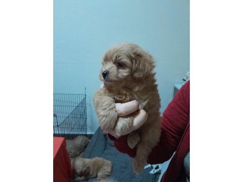 Maltipoo yavrularımız