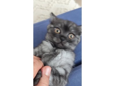 Yeni yuvalarını arayan kediler ücretsiz sahiplen
