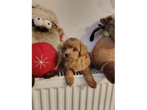 Toy poodle kendi köpeğim