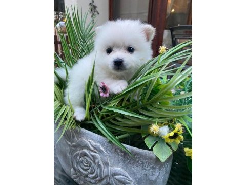 Pomeranian dişi 45 günlük