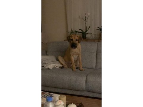 Labrador kırma erkek 5 aylık aşıları tam