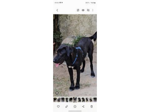 Köpeğimize çok çok acil yuva