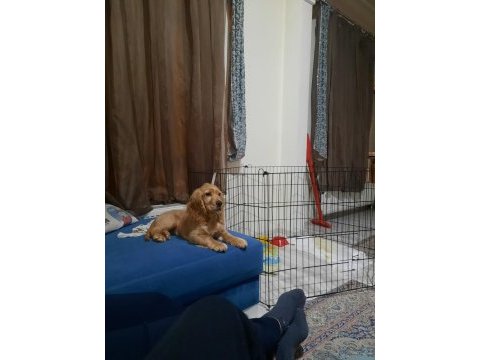 İngiliz cocker prensesimize yeni yuva arıyoruz