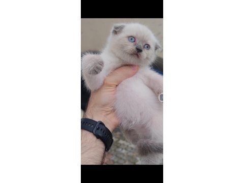 British shorthair kedisi