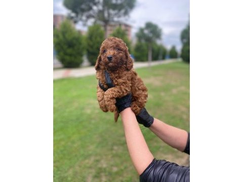 Kıvır kıvır orjinal poodle minişlerim