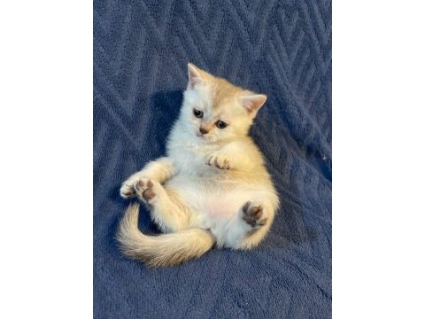 4 tane scottish kedi yavrusu 2 dişi ve 1 erkek