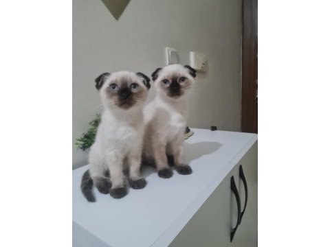 Scottish fold yavru kedimiz