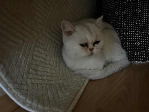 Sağlıklı british shorthair kedilerim
