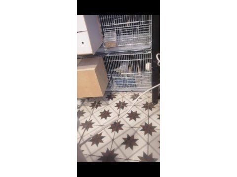 Lutino kırmızı göz takım sultan papağanı