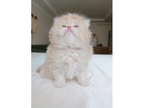 British longhair dişi yavrumuz