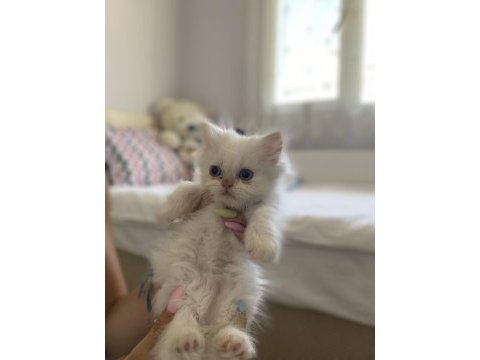 İran kedisi yavruları