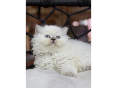 British longhair güzelliği