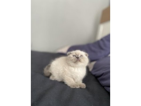 Scottish fold yavrular