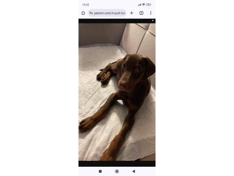 3 aylık doberman kızımız