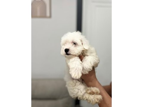 Orjinal maltese terrier