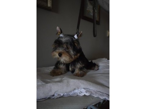 Yorkshire terrier yavrularımız