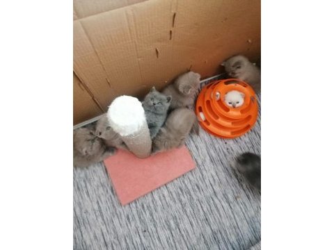 Çok tatlı çocuklarla arası çok iyi scottish fold