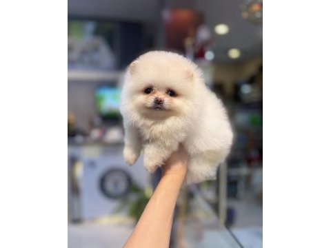 Pomeranian dişi yavrumuz