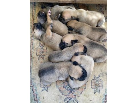 El presa canario puppies