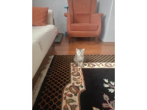 Golden ny 12 british shorthair
