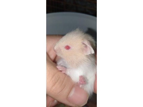 Hamster teddy bear