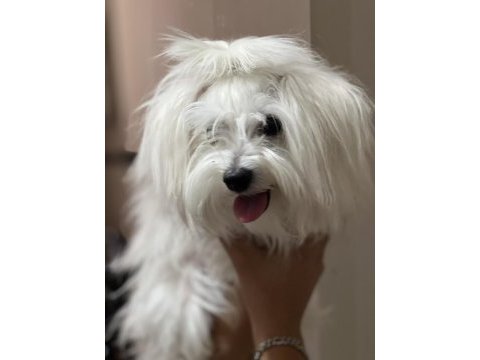 Maltese terrier tüm aşıları tamdır çipli pasaportlu