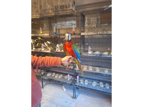 Hybrit macaw papağanımız gelmiştir
