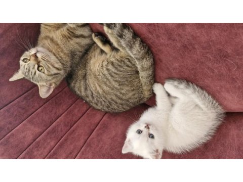 Ücretsiz dişi kedimiz bursa