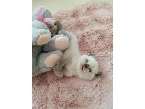 Mavi gözlü colorpoint british shorthair yavrumuz