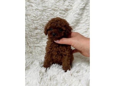 Biblo gibi poodle bebek