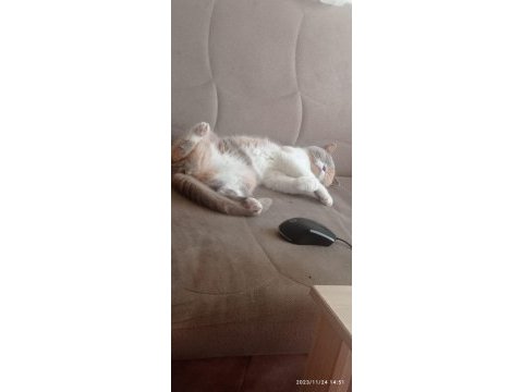 1.5 yaşında dişi aşılı ve çipli british shorthair