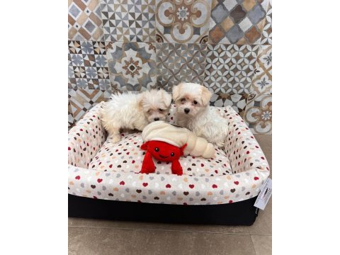 Korean maltipoo 1 buçuk kg olacak ev ortamı