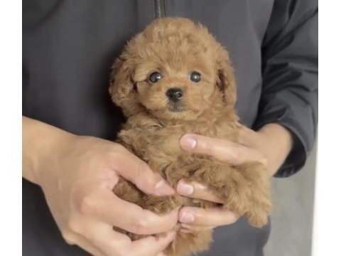 Toy poodle yavru