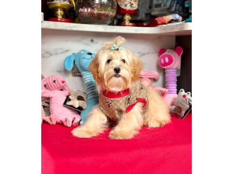 Kaliteli maltipoo
