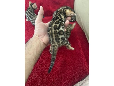 Show class bengal kedisi bebekler