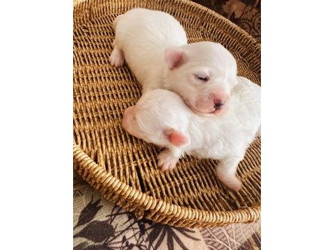 White maltese anne baba şecereli bembeyaz renk garantili