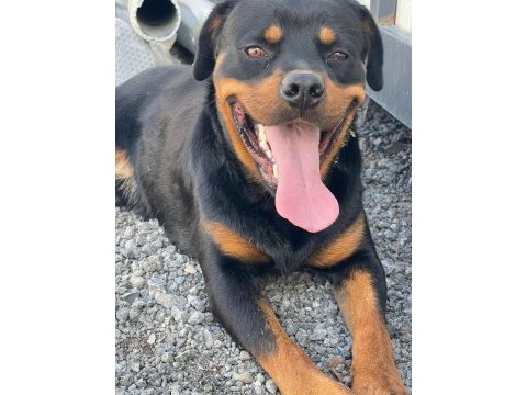 Erkek rottweiler 1 yaşında