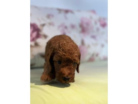 Toy poodle yavrularım